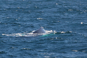Humpback whale surfaces, Old Head Kinsale, Cork 10/07/08 Ronan Mc Laughlan, L.E. Aishling